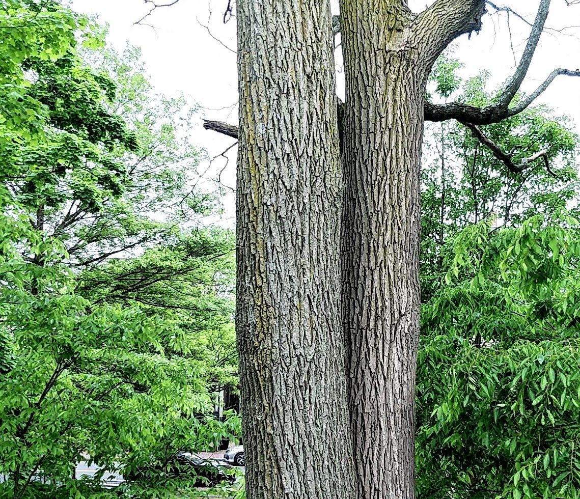 Spring from my bedroom